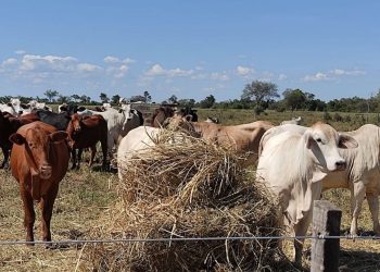 Ganadería paraguaya entra en una nueva era de productividad y sostenibilidad tras alcanzar la estabilización de su hato ganadero