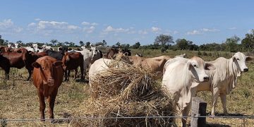Ganadería paraguaya entra en una nueva era de productividad y sostenibilidad tras alcanzar la estabilización de su hato ganadero
