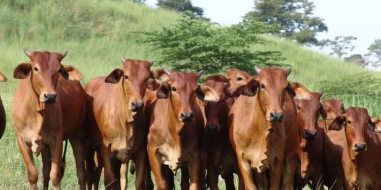 El crecimiento del sector ganadero refleja una combinación de mayor producción y mejora en precios