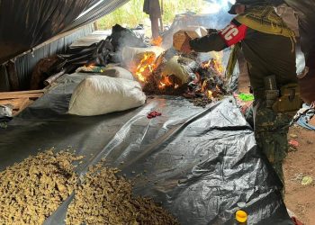Incautan más de 10 toneladas de marihuana en Yby Yaú