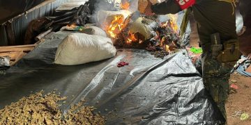 Incautan más de 10 toneladas de marihuana en Yby Yaú