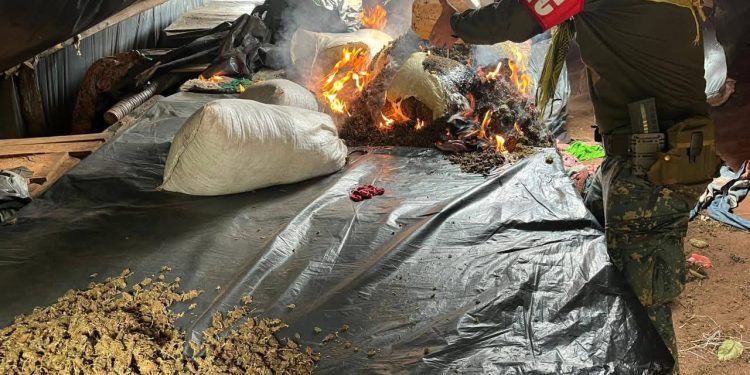 Incautan más de 10 toneladas de marihuana en Yby Yaú