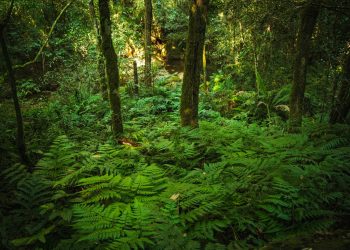 Paraguay alcanza un hito con el Inventario Forestal Nacional: una década estudiando sus bosques