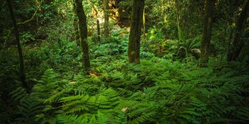 Paraguay alcanza un hito con el Inventario Forestal Nacional: una década estudiando sus bosques