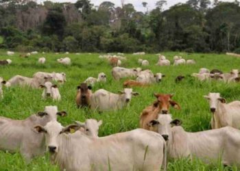 La ganadería paraguaya transita una etapa que va del crecimiento extensivo a la mejora en productividad