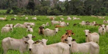 La ganadería paraguaya transita una etapa que va del crecimiento extensivo a la mejora en productividad