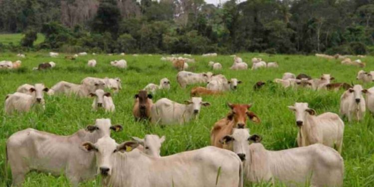 La ganadería paraguaya transita una etapa que va del crecimiento extensivo a la mejora en productividad