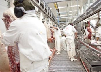 Habilitan a frigoríficos nacionales para exportar menudencias porcinas frescas a la Argentina