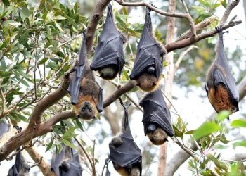 Paraguay avanza en la investigación de murciélagos y registra nueva especie en Asunción