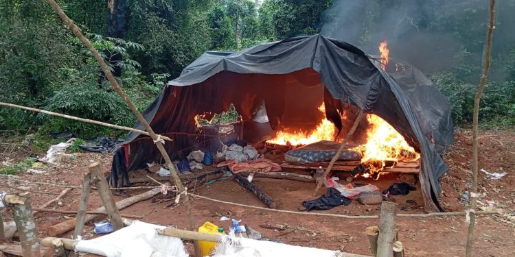 Operativo “Nueva Alianza 54” elimina más de 290 toneladas de cannabis en Canindeyú