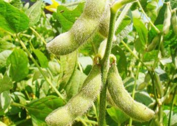 Complejo soja registró fuerte dinamismo exportador en el primer trimestre