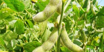 Complejo soja registró fuerte dinamismo exportador en el primer trimestre