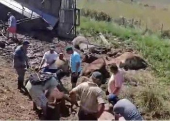 Vuelco de camión ganadero en Caapucú desató faena masiva