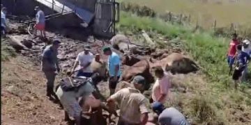Vuelco de camión ganadero en Caapucú desató faena masiva