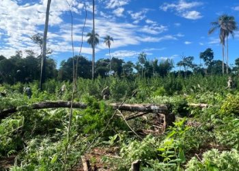 «Nueva Alianza 54» asesta millonario golpe al narcotráfico en zona protegida de Canindeyú