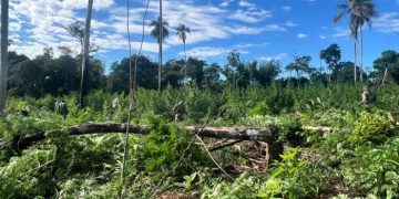 «Nueva Alianza 54» asesta millonario golpe al narcotráfico en zona protegida de Canindeyú
