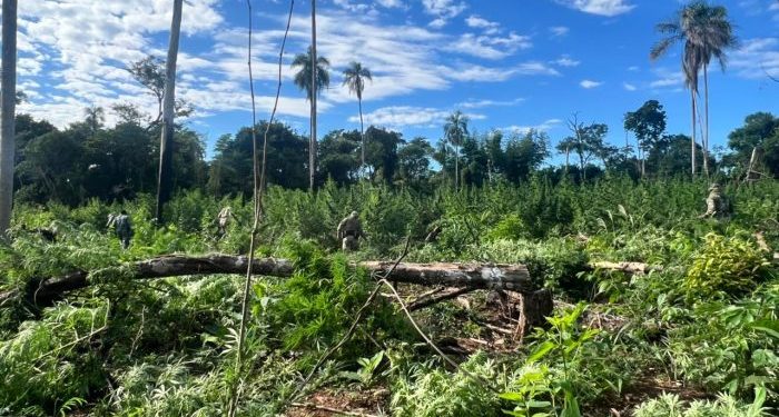 «Nueva Alianza 54» asesta millonario golpe al narcotráfico en zona protegida de Canindeyú