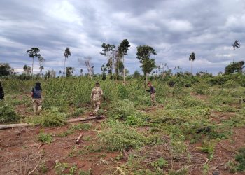 Operación “Nueva Alianza 54” ya sacó de circulación 200 toneladas de marihuana en 6 días