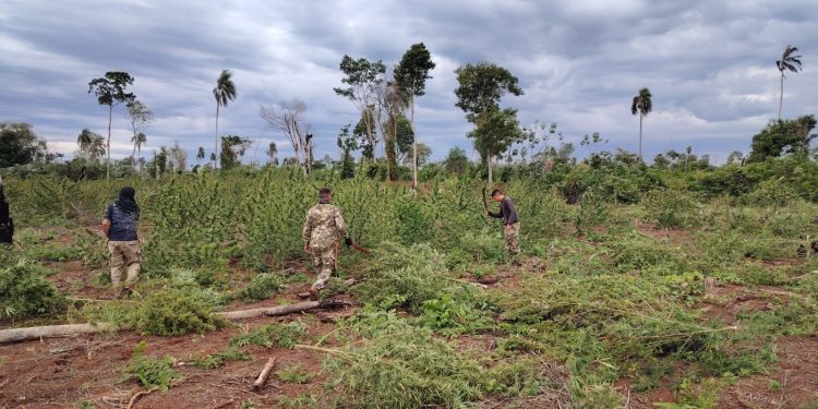 Operación “Nueva Alianza 54” ya sacó de circulación 200 toneladas de marihuana en 6 días
