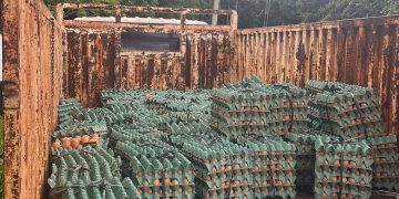 Incautan camión con carga de huevos presumiblemente de contrabando en Presidente Franco