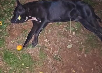 Pitbull atacó a su dueño y dejó otros lesionados