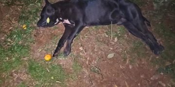 Pitbull atacó a su dueño y dejó otros lesionados