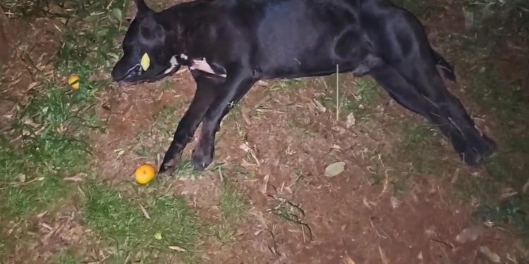 Pitbull atacó a su dueño y dejó otros lesionados