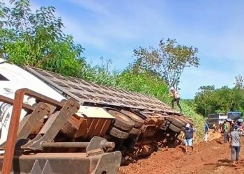 Camión que transportaba cerdos volcó y dejó más de 100 animales muertos
