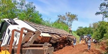 Camión que transportaba cerdos volcó y dejó más de 100 animales muertos
