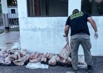 Decomisan carne de yacaré en Ñeembucú