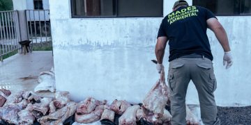 Decomisan carne de yacaré en Ñeembucú