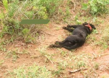 Defensa Animal y Fiscalía investigan muerte de Jhon en Emboscada