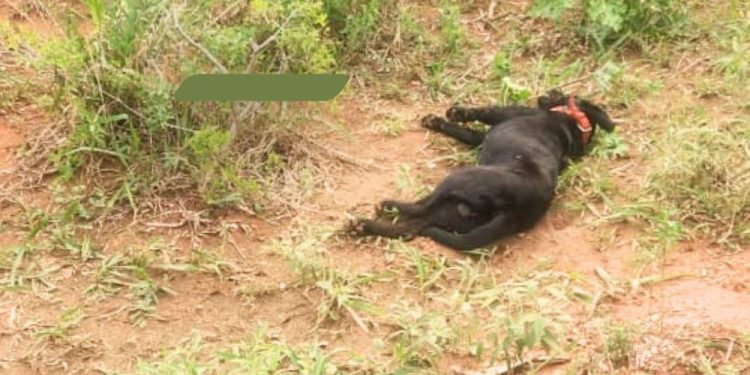 Defensa Animal y Fiscalía investigan muerte de Jhon en Emboscada