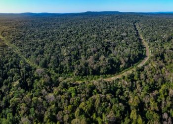 El negocio verde que podría inyectar USD 1.000 millones al Paraguay