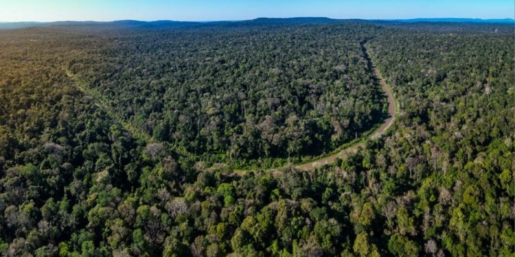 El negocio verde que podría inyectar USD 1.000 millones al Paraguay