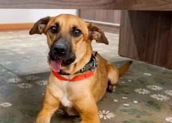 Canela ya dio su primer paseo tras su segunda operación mostrando mejoría