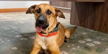 Canela ya dio su primer paseo tras su segunda operación mostrando mejoría