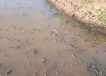 Diputados exige respuestas al MADES por contaminación en Caazapá