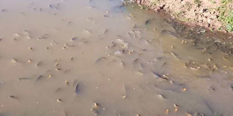 Diputados exige respuestas al MADES por contaminación en Caazapá