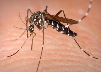 Alerta por nuevos casos de dengue importados