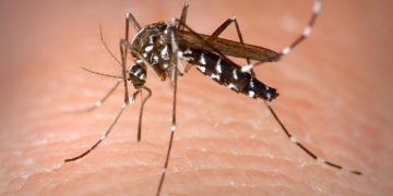 Alerta por nuevos casos de dengue importados