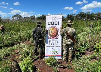 Golpe al narcotráfico: destruyen 60 toneladas de marihuana en PJC