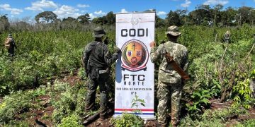 Golpe al narcotráfico: destruyen 60 toneladas de marihuana en PJC