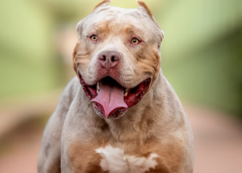 Mujer sufrió graves heridas en el rostro luego de ser atacada por su pitbull