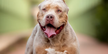 Mujer sufrió graves heridas en el rostro luego de ser atacada por su pitbull