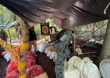 SENAD destruyó más de 7 toneladas de marihuana en Amambay
