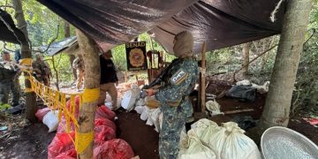 SENAD destruyó más de 7 toneladas de marihuana en Amambay