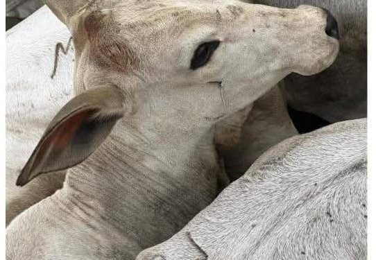 Caen tres tractocamiones con 150 vacunos en operativo anticontrabando
