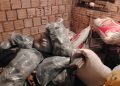 Desmantelan centro de acopio de marihuana en Ypejhú y decomisan más de 800 kilos de droga