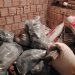 Desmantelan centro de acopio de marihuana en Ypejhú y decomisan más de 800 kilos de droga